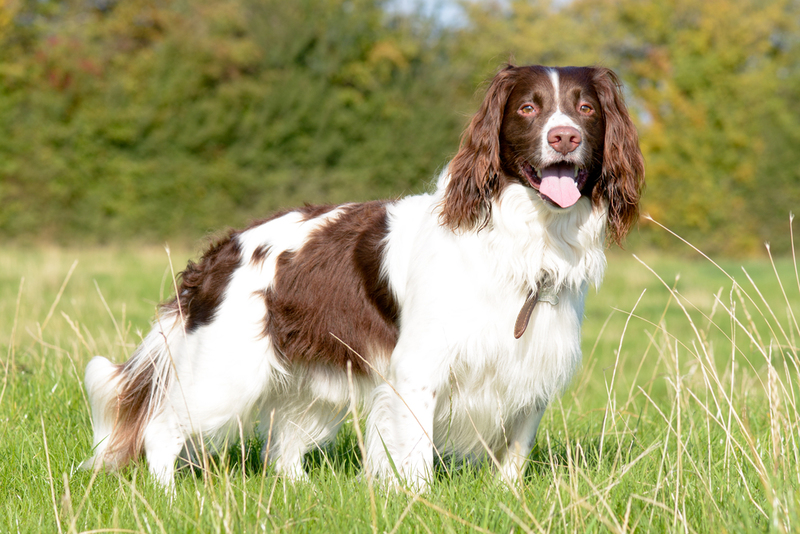 English Springer Spaniel | Martin Christopher Parker/Shutterstock 