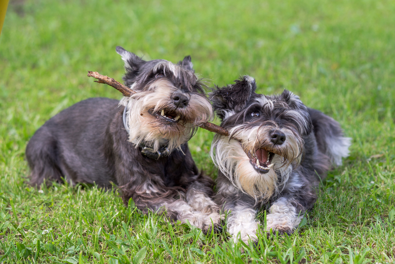 Miniature Schnauzer | Shutterstock