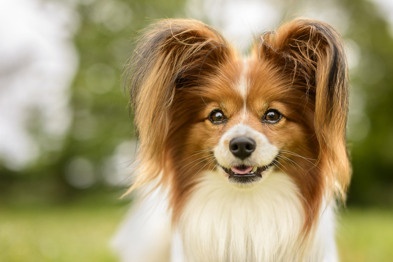 Papillon (Continental Toy Spaniel) | Shutterstock