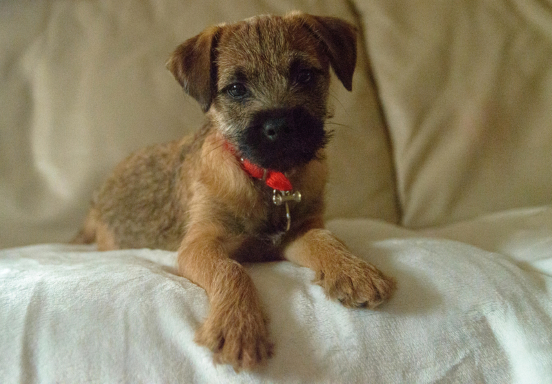 Border Terrier | Alamy Stock Photo