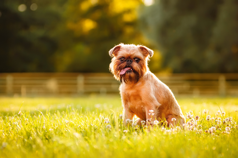 Brussels Griffon | Shutterstock