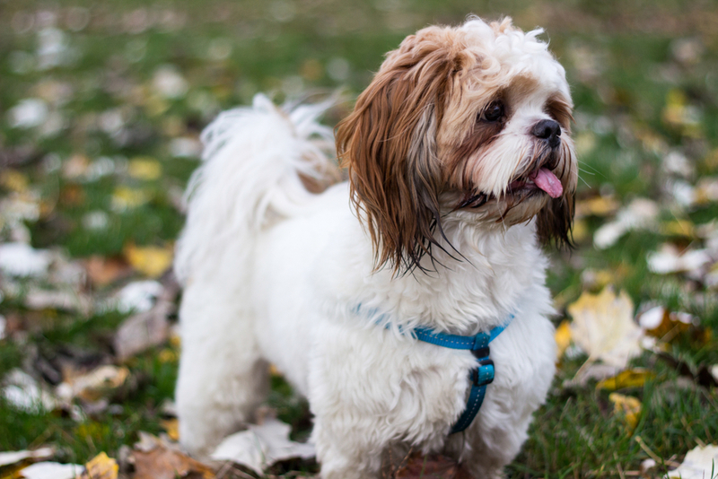 Shih Tzu | Shutterstock