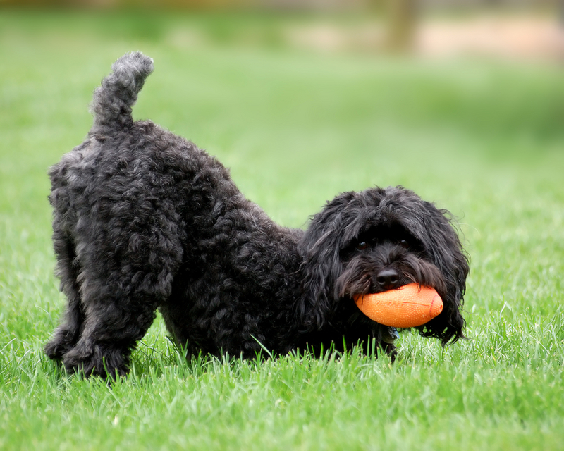 The Best Dog Breeds for a Small Apartment — Part 2 | Shutterstock