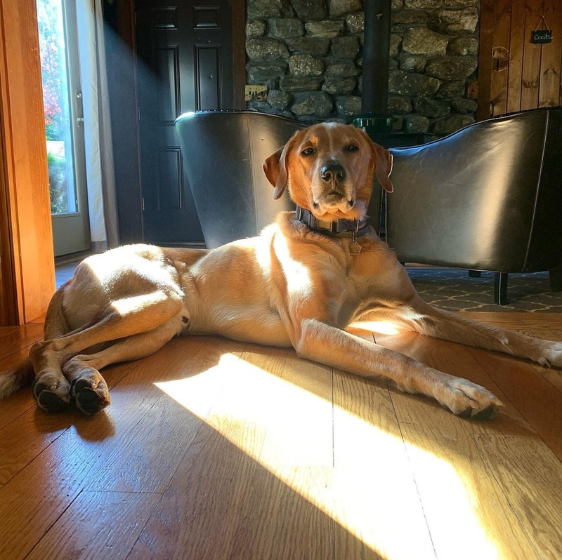 The Rhodesian Lab | Instagram/@tin_the_rhodador