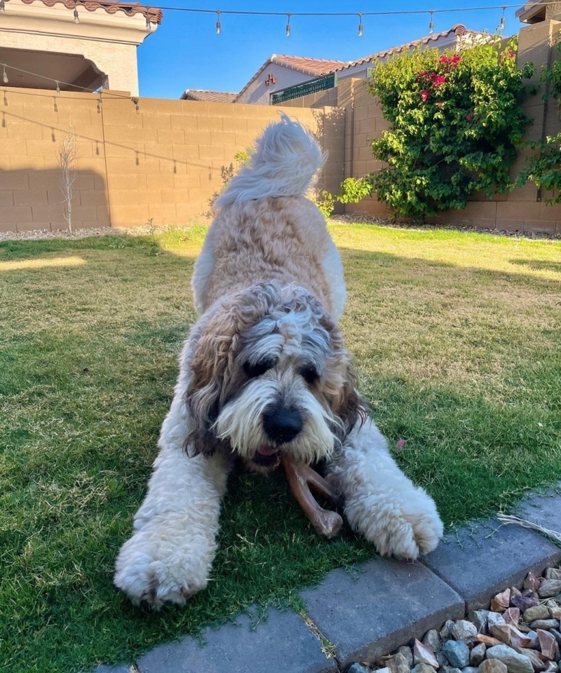 The Saint Berdoodle | Instagram/@toast_the_stberdoodle