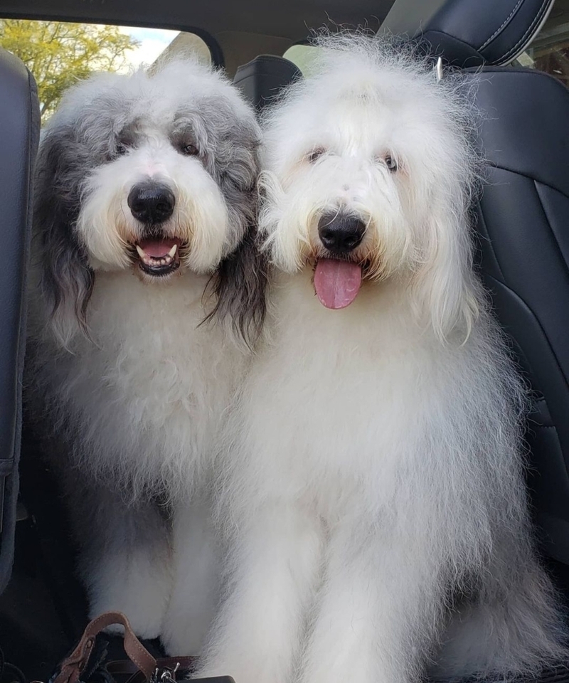 The Sheepadoodle | Instagram/@sashaandsnow_sheepadoodles