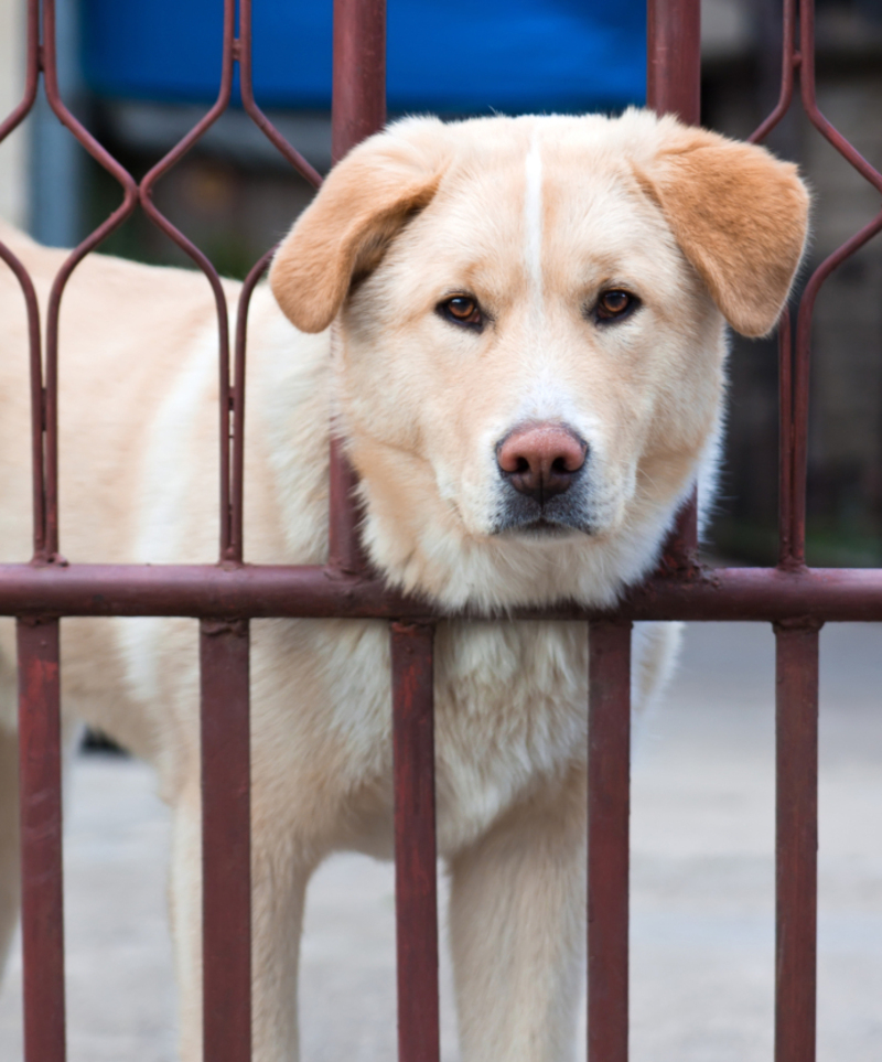 The Golden Akita | Shutterstock