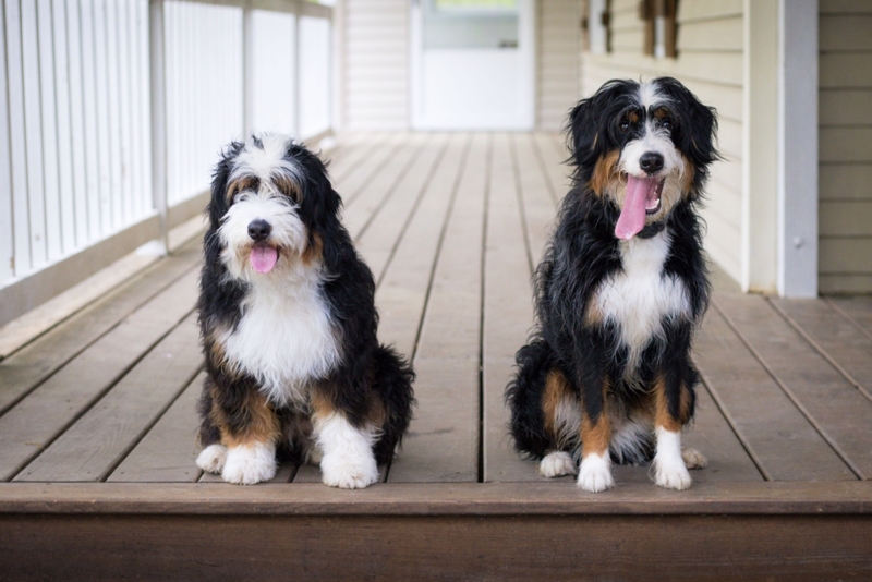 The Bernedoodle | Alamy Stock Photo