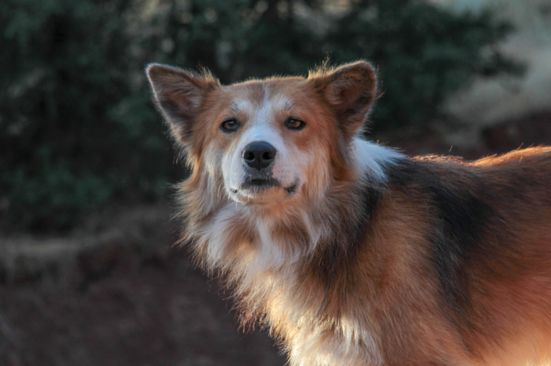 The Pembroke Sheltie | Shutterstock