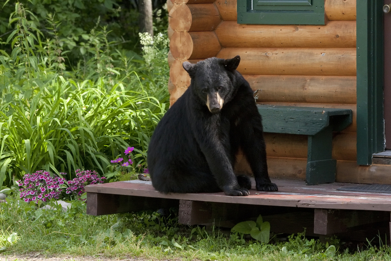 Their First Days in the Woods | Debbie Steinhausser/Shutterstock 