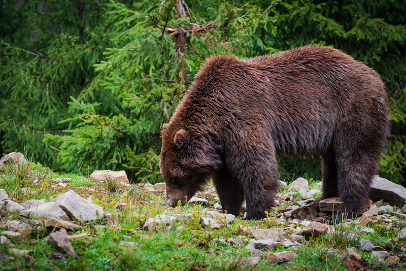 A Little Uneasy | Tatyana Step/Shutterstock 