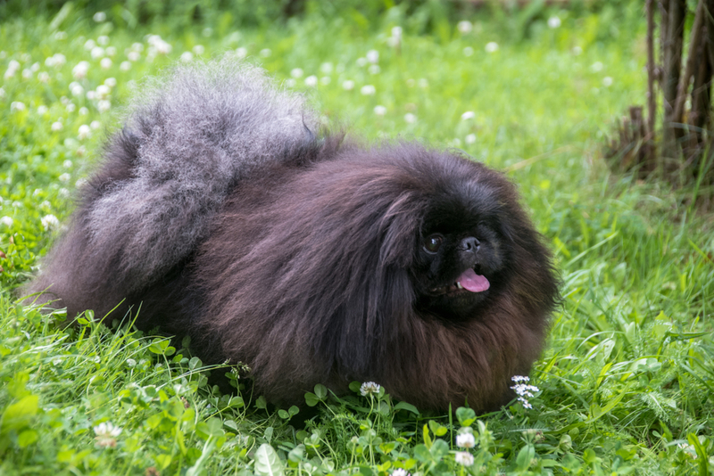 Pekingese | VladFotoMag/Shutterstock 