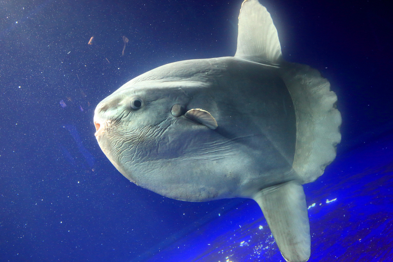 Ocean Sunfish | feathercollector/Shutterstock