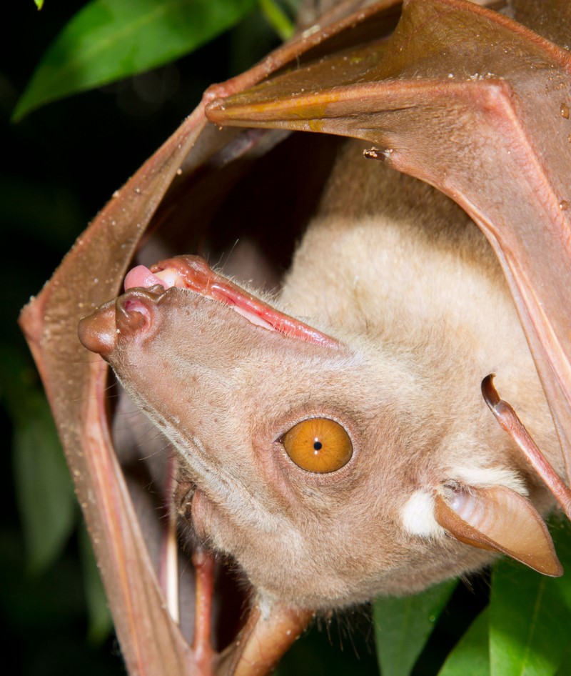 Hammer-Headed Bat | Alamy Stock Photo by Ivan Kuzmin