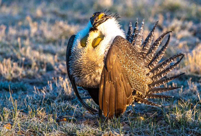 Greater Sage-Grouse | Kerry Hargrove/Shutterstock