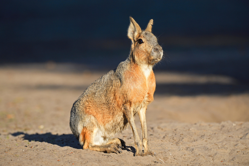 Patagonian Mara | Alamy Stock Photo by Ingo Schulz/imageBROKER.com GmbH & Co. KG