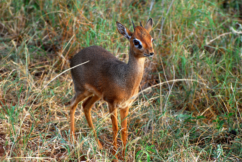 Dik-Dik | Long Lasting Impressions/Shutterstock