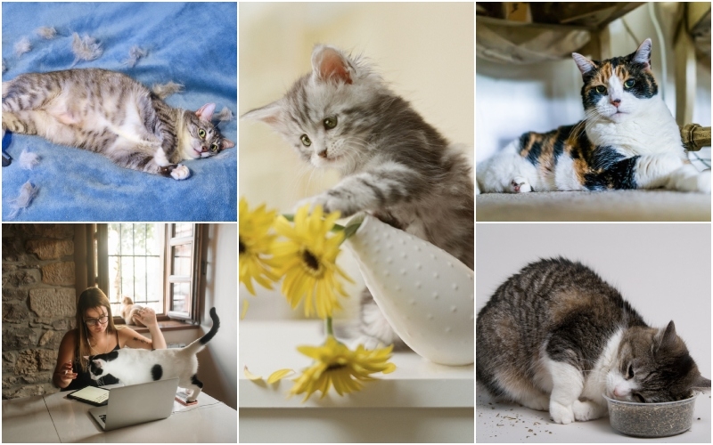 Neugierige Verhaltensweisen von Katzen erläutert | Getty Images Photo by michellegibson & MarioGuti & GK Hart/Vikki Hart & krblokhin & Travis Lawton