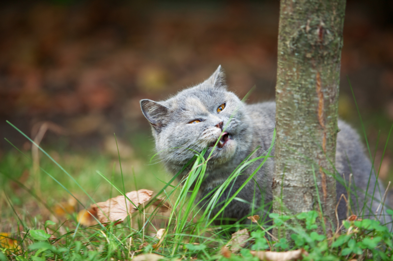 Gras essen | Getty Images Photo by Salima Senyavskaya