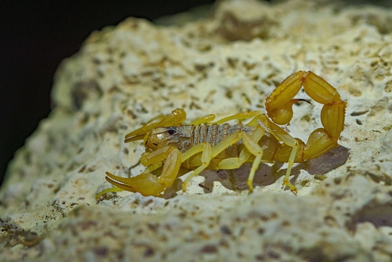 Gelber Mittelmeerskorpion | Alamy Stock Photo by Agustín Orduña Castillo 