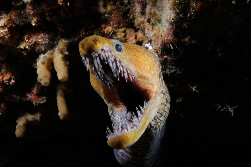 Muräne | Getty Images Photo by Jorge Sorial/500px