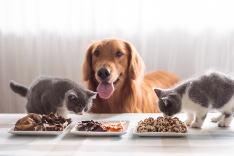 Choosing the Right Pet for Your Lifestyle | Shutterstock Photo by Chendongshan