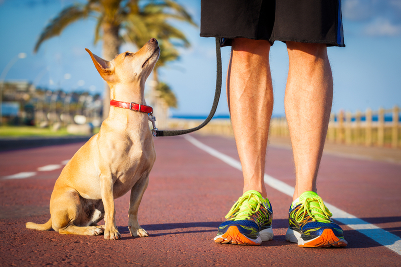 Choosing the Right Pet for Your Lifestyle | Shutterstock Photo by Javier Brosch