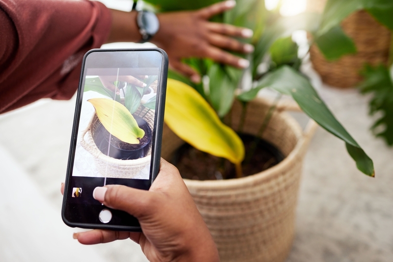 Apps For Bringing Your Plants Back to Life | Shutterstock Photo by PeopleImages.com - Yuri A