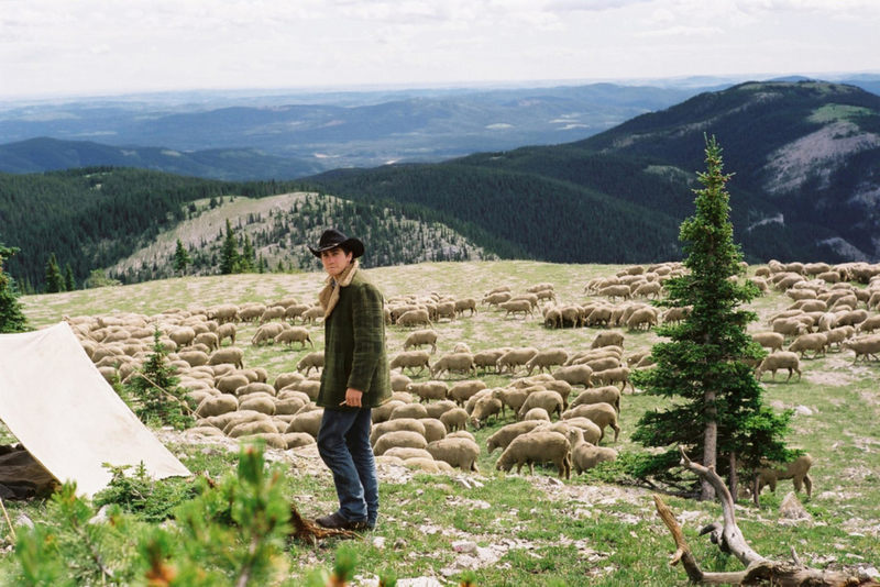 CGI Sheep | Alamy Stock Photo