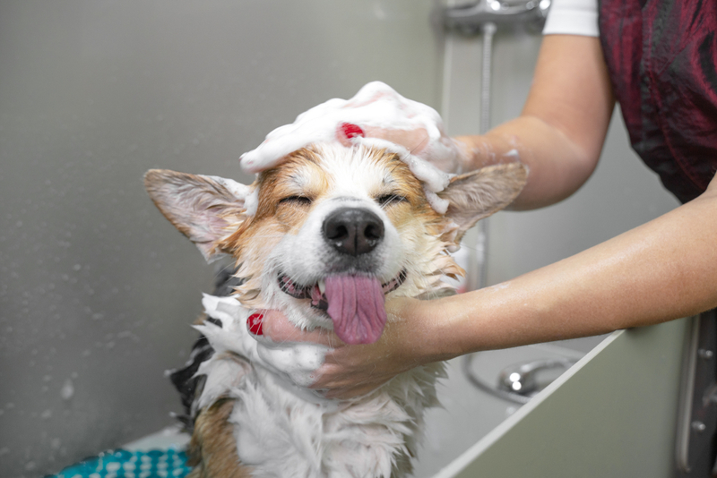 Dog Groomer | Shutterstock