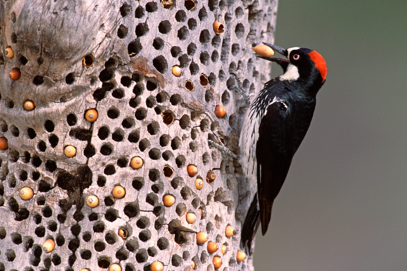 What Could Be Inside All Those Holes? | Alamy Stock Photo