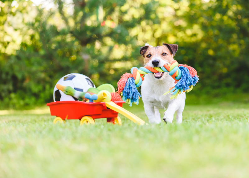 Dog Toys | Shutterstock
