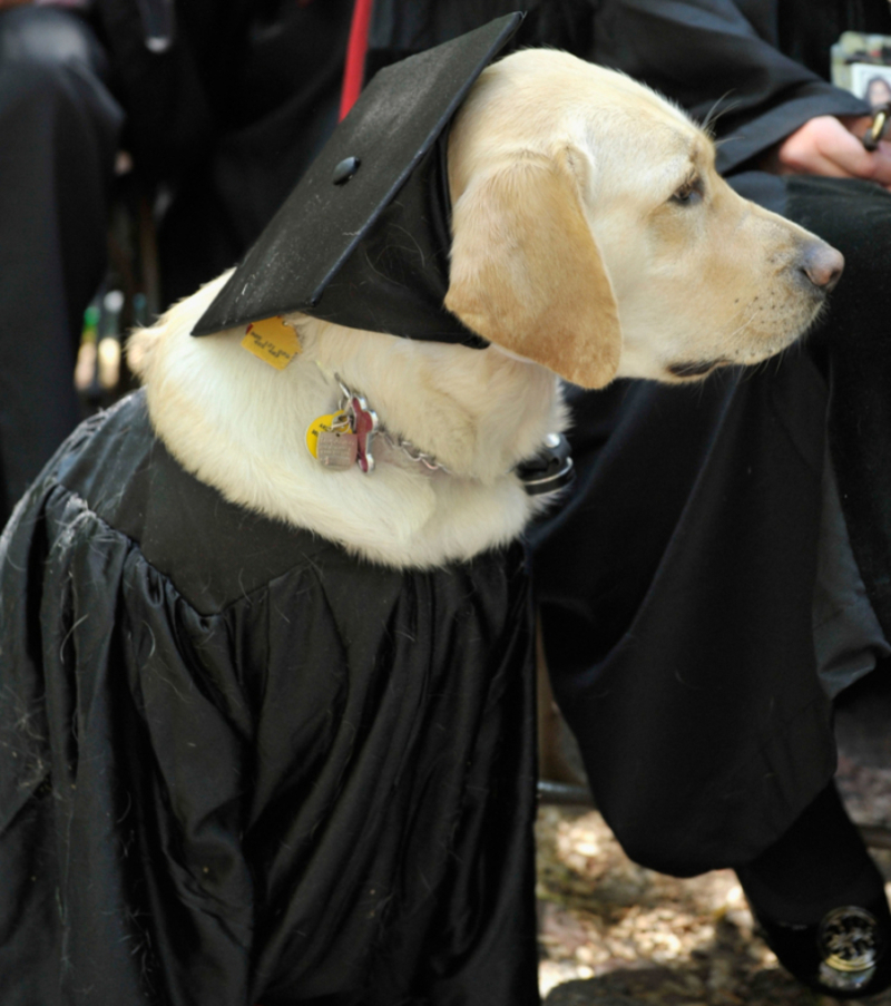 This Golden Retriever Received An Honorary Degree From Johns Hopkins University | Getty Images Photo by Paul Marotta
