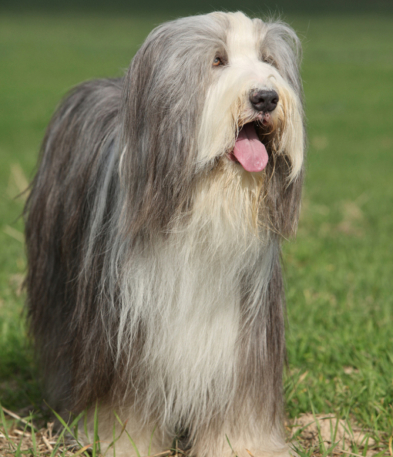 Bearded Collie | Shutterstock