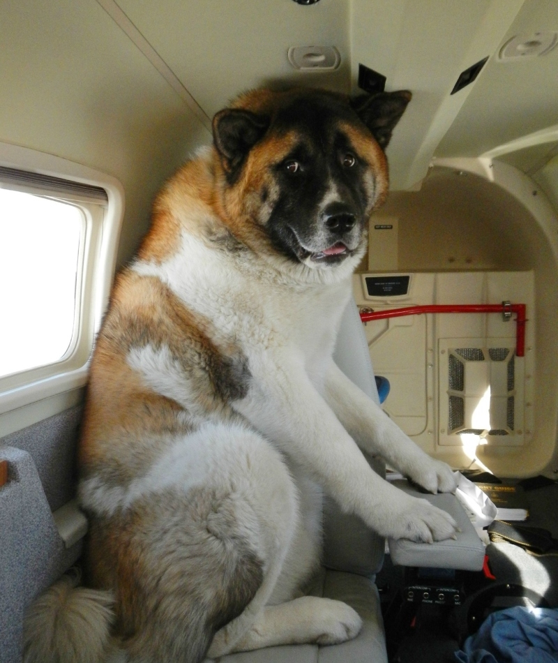 Rocky’s First Flight | Imgur.com/O848Mlb