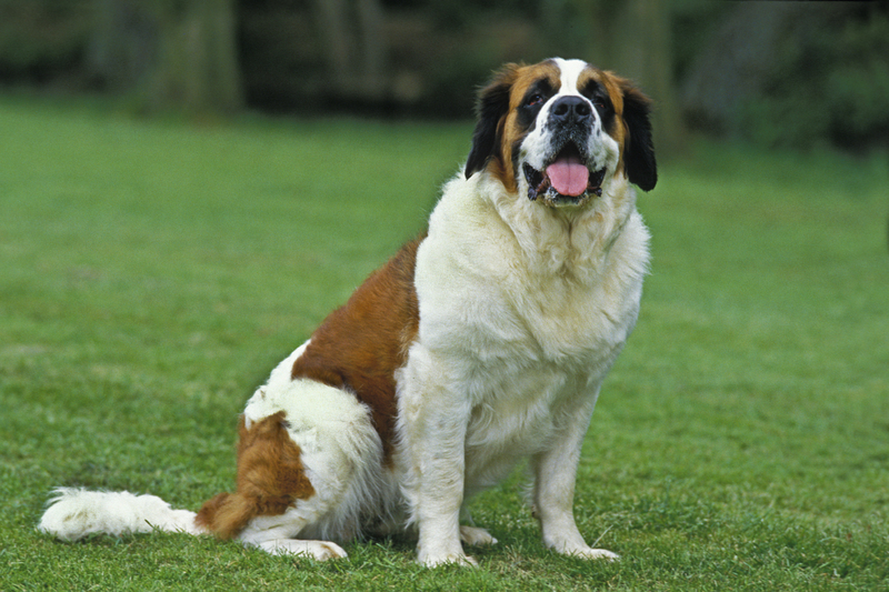 20. Saint Bernard | Alamy Stock Photo