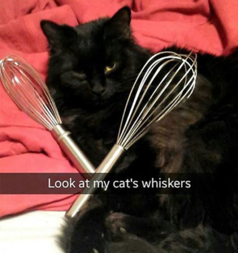 The Cat’s Whiskers | Imgur.com/SageePrime