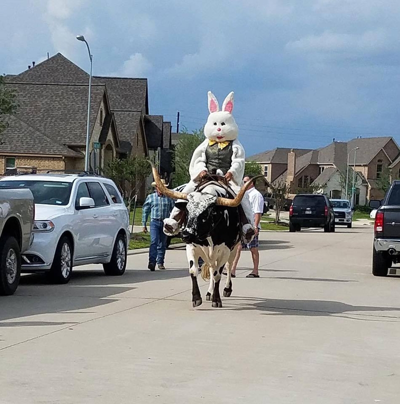 The Easter Cowbunny | Facebook/@TracesofTexas