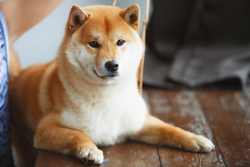 Shiba Inu | Shutterstock Photo by Akbudak Rimma