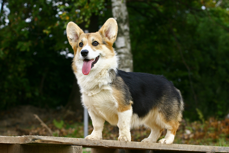 Welsh Corgi Pembroke | Shutterstock Photo by Pavel Shlykov