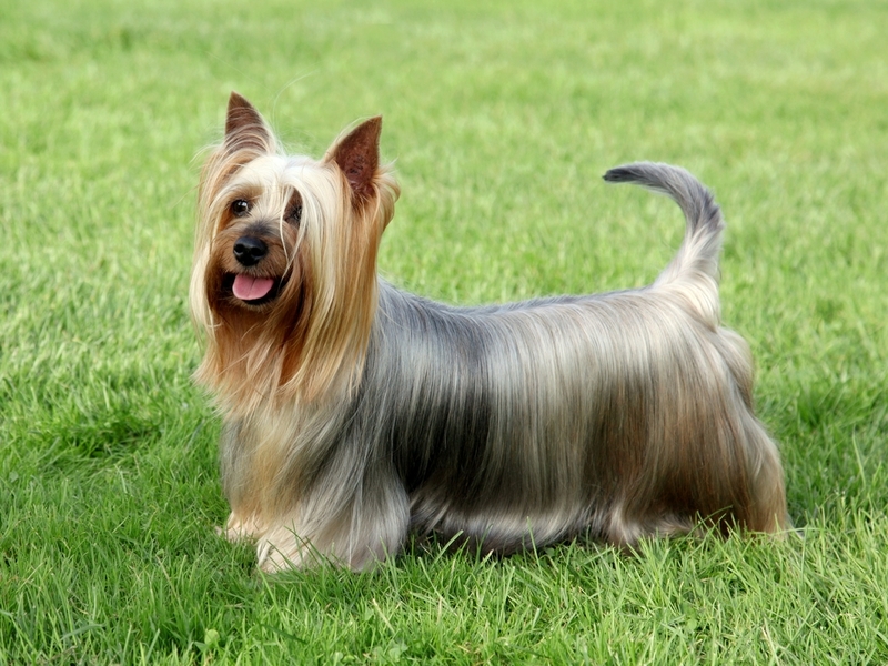 Australian Silky Terrier | Shutterstock Photo by Radomir Rezny