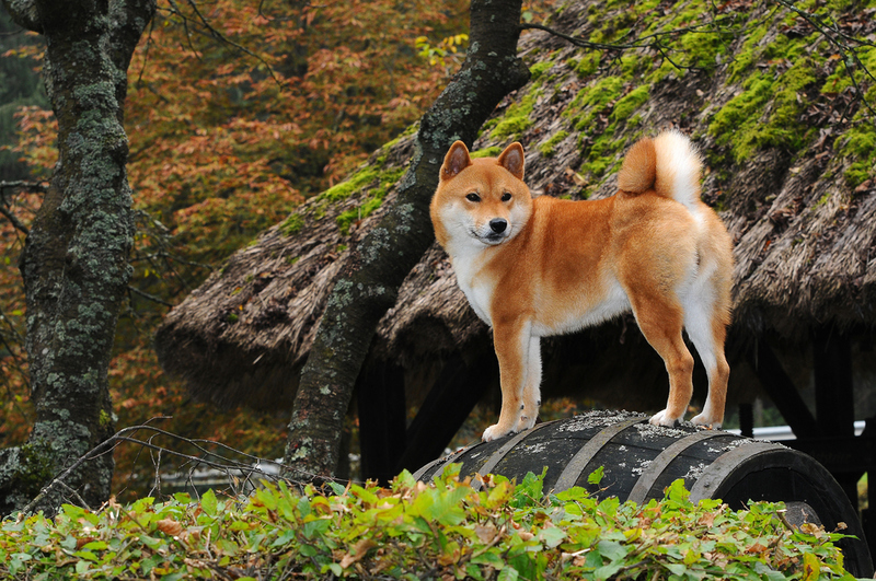 Shiba Inu | Ricantimages/Shutterstock 