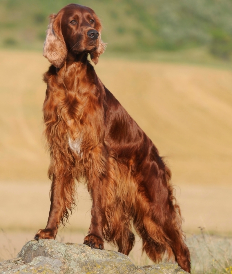 Irish Setter | Alamy Stock Photo by Anni Sommer/imageBROKER GmbH & Co. KG