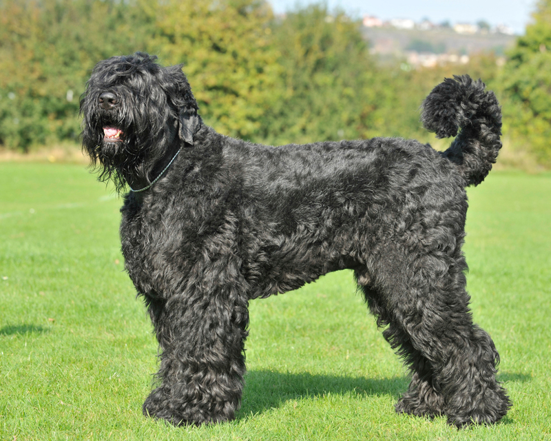 Russischer Schwarzer Terrier | Alamy Stock Photo by Farlap