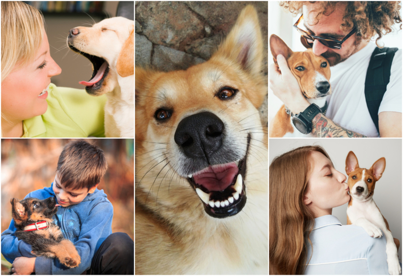 Bezaubernde Rettungshunde gehen mit ihren neuen Familien nach Hause | Shutterstock