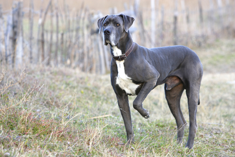 Detective Dog | Alamy Stock Photo