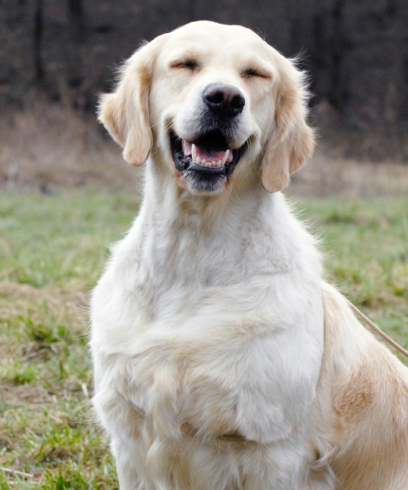 Dog Squinting or Blinking | Shutterstock