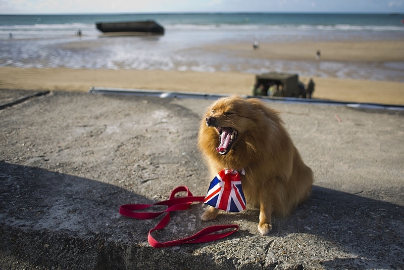 Dog Yowling | Getty Images Photo by Matej Divizna