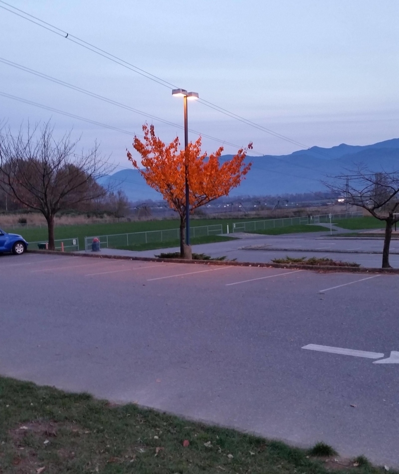 Geschützt vor Herbsteffekten | Imgur.com/Z5Tl6V0