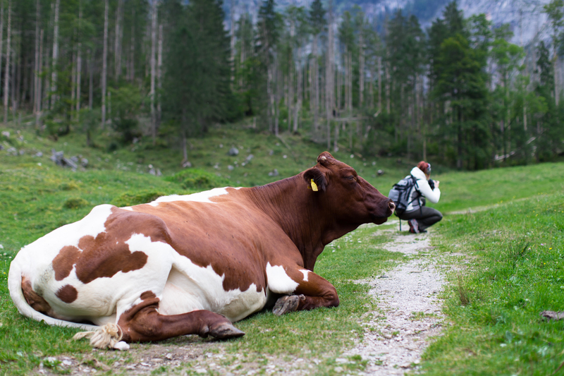 Das Muh, das auf der ganzen Welt gehört wird | Alamy Stock Photo